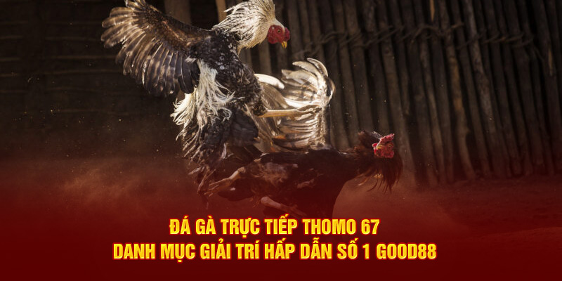 Hướng dẫn tham gia live đá gà thomo